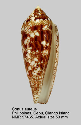 Conus aureus (4).jpg - Conus aureus Hwass in Bruguière,1792